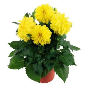 Yıldız çiçeği fidesi dalya dahlia XL lubega power yellow