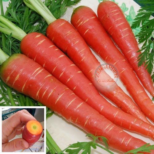 Kırmızı havuç tohumu atomic red carrot Atalık