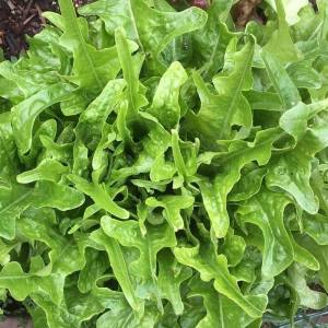 Meşe yaprak marul tohumu atalık oak leaf lettuce
