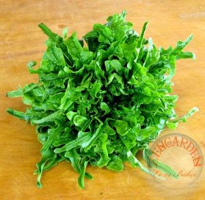 Meşe yaprak marul tohumu atalık oak leaf lettuce