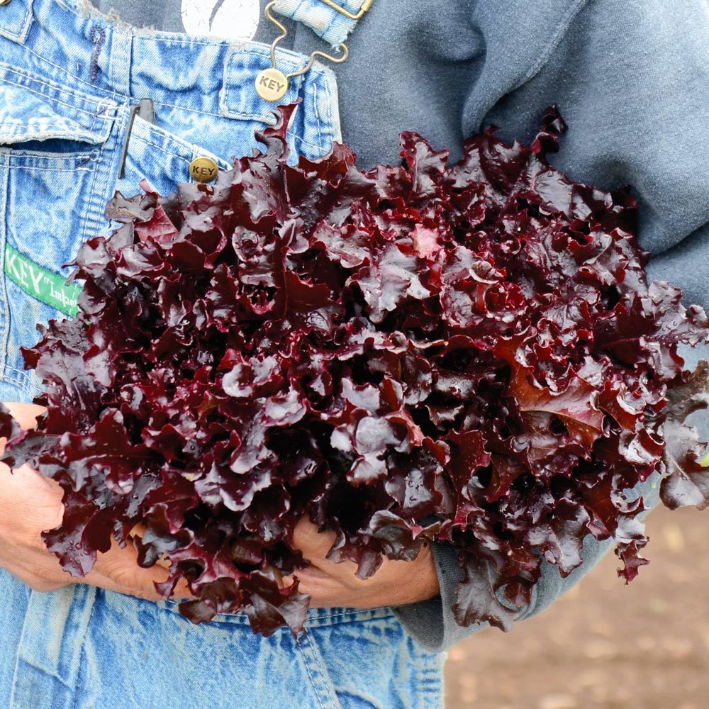 Kırmızı marul tohumu atalık salad bowl red