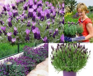 Mor stoechas lavanta fidesi lavandula stoechas bandera purple