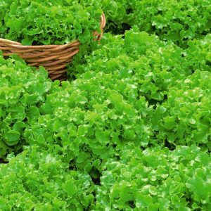Salad bowl green marul tohumu kıvırcık atalık