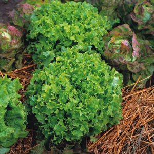 Salad bowl green marul tohumu kıvırcık atalık