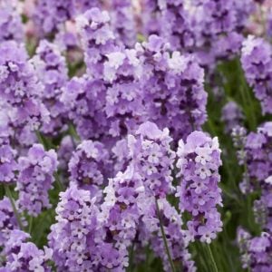 Leylak çiçekli lavanta fidesi lavandula angustifolia melissa lilac