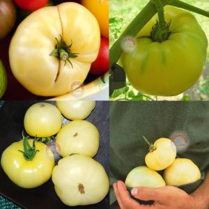 Beyaz söğüşlük domates tohumu geleneksel white wonder tomato seeds