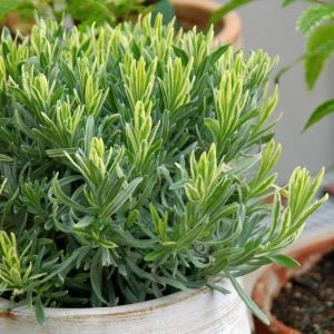 Çift renk lavanta fidesi lavandula angustifolia platinum blonde