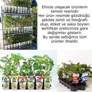 Tayberry fidanı ithal rubus