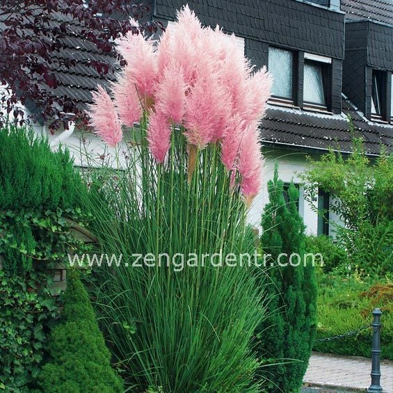 Pembe pampas fidesi cortaderia selloana süs sazı