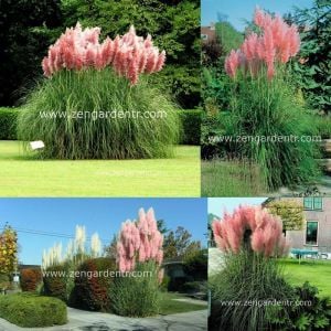 Pembe pampas fidesi cortaderia selloana süs sazı