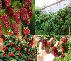 Tayberry fidanı ithal rubus