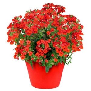 Kırmızı nemezya çiçeği fidesi nemesia lyric red