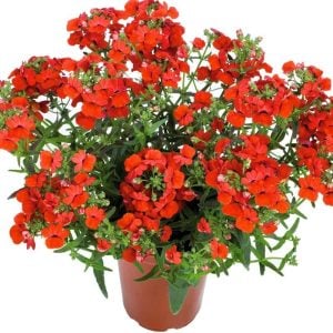 Kırmızı nemezya çiçeği fidesi nemesia lyric red