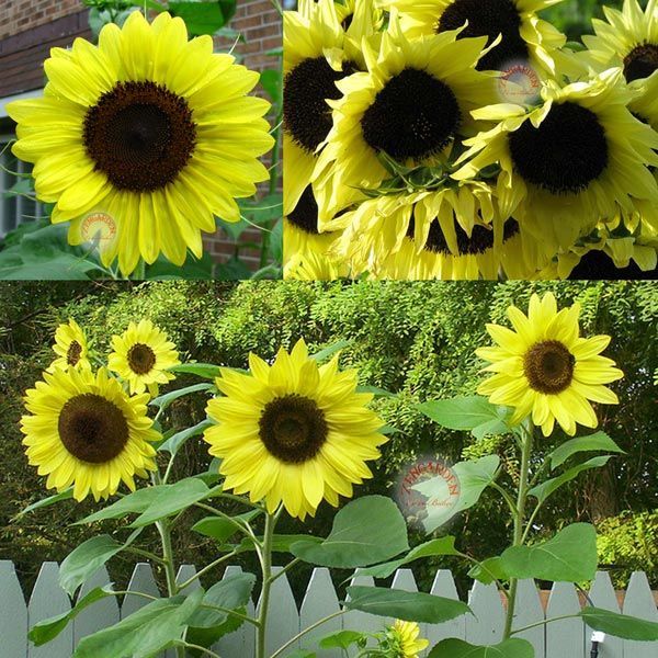 Limon ayçiçeği tohumu lemon queen sunflower