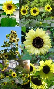 Limon ayçiçeği tohumu lemon queen sunflower