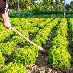 Kıvırcık marul tohumu soğuğa dayanıklı