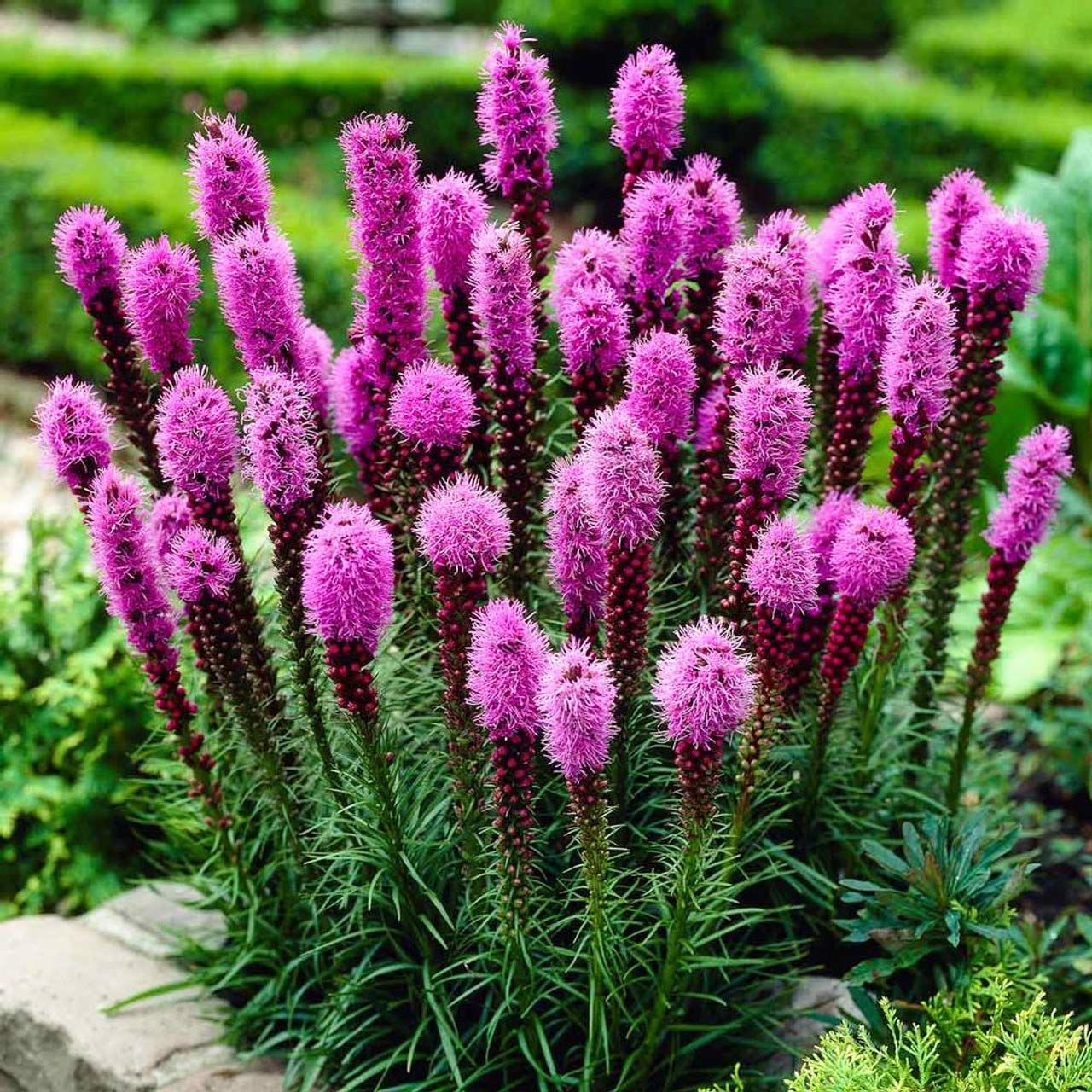 Liatris tohumu değnek çiçeği dense blazing star