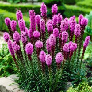 Liatris tohumu değnek çiçeği dense blazing star