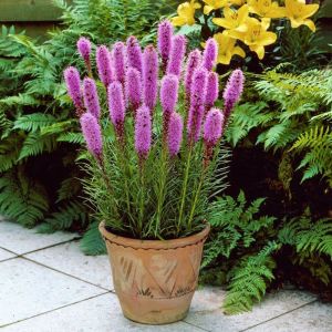 Liatris tohumu değnek çiçeği dense blazing star