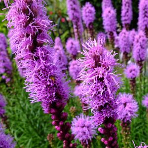 Liatris tohumu değnek çiçeği dense blazing star