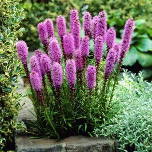 Liatris tohumu değnek çiçeği dense blazing star