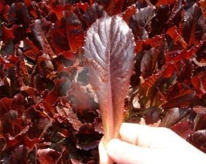 Kırmızı mini marul tohumu yaprak tip illinois