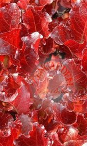 Kırmızı mini marul tohumu yaprak tip illinois