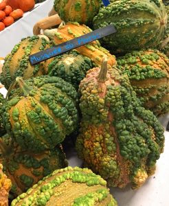 Musquee de Maroc balkabağı tohumu winter squash