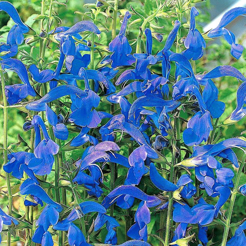 Bodur patio salvia patens fidesi süs adaçayı deep blue