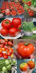 Rutger domates tohumu geleneksel rutgers tomato seeds