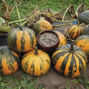 Kakai kabuksuz kabak çekirdeği kabağı tohumu Stryian pumpkin
