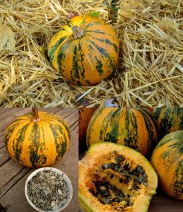 Kakai kabuksuz kabak çekirdeği kabağı tohumu Stryian pumpkin