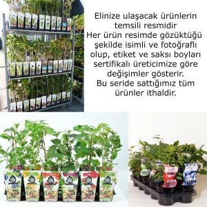 Dikensiz kara böğürtlen fidanı ithal rubus thornfree