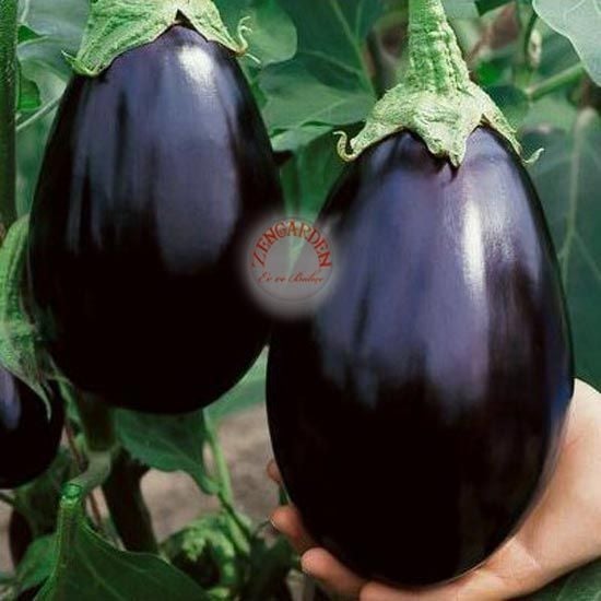 Black beauty siyah topan patlıcan tohumu atalık