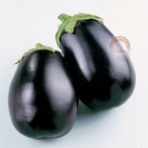 Black beauty siyah topan patlıcan tohumu atalık