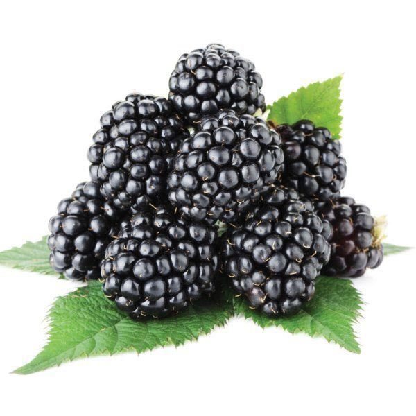 Dikensiz kara böğürtlen fidanı ithal rubus thornfree