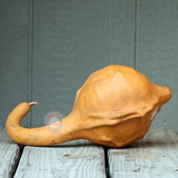 Dinozor sukabağı tohumu caveman's gourd maranka