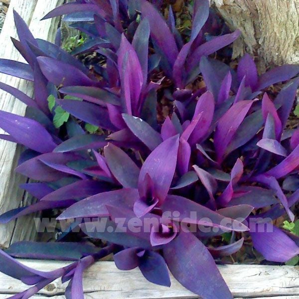 Mor telgraf çiçeği fidesi tradescantia pallida purple heart