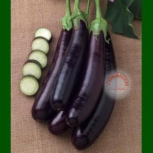 Uzun italyan patlıcan tohumu atalık