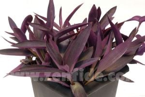 Mor telgraf çiçeği fidesi tradescantia pallida purple heart