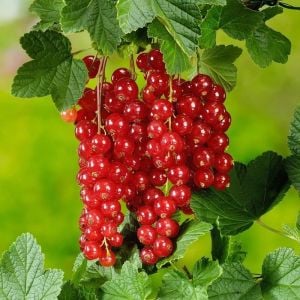 Kırmızı frenküzümü fidanı ribes rubrum Jonkheer van Tets