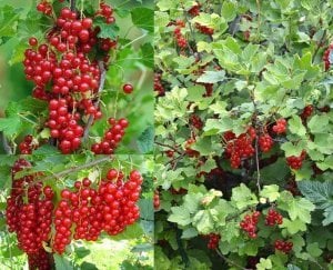 Kırmızı frenküzümü fidanı ribes rubrum Jonkheer van Tets