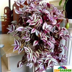 Zebrina telgraf çiçeği fidesi tradescantia pendula zebrina burgundy