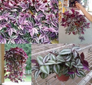 Zebrina telgraf çiçeği fidesi tradescantia pendula zebrina burgundy