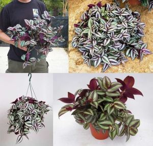 Zebrina telgraf çiçeği fidesi tradescantia pendula zebrina burgundy