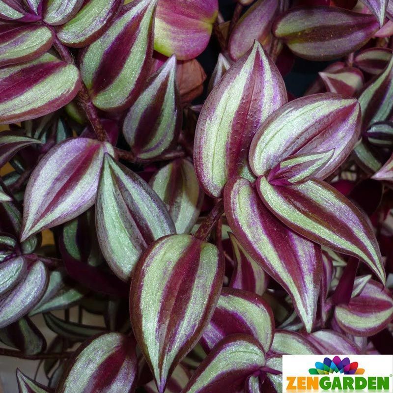 Zebrina telgraf çiçeği fidesi tradescantia pendula zebrina burgundy