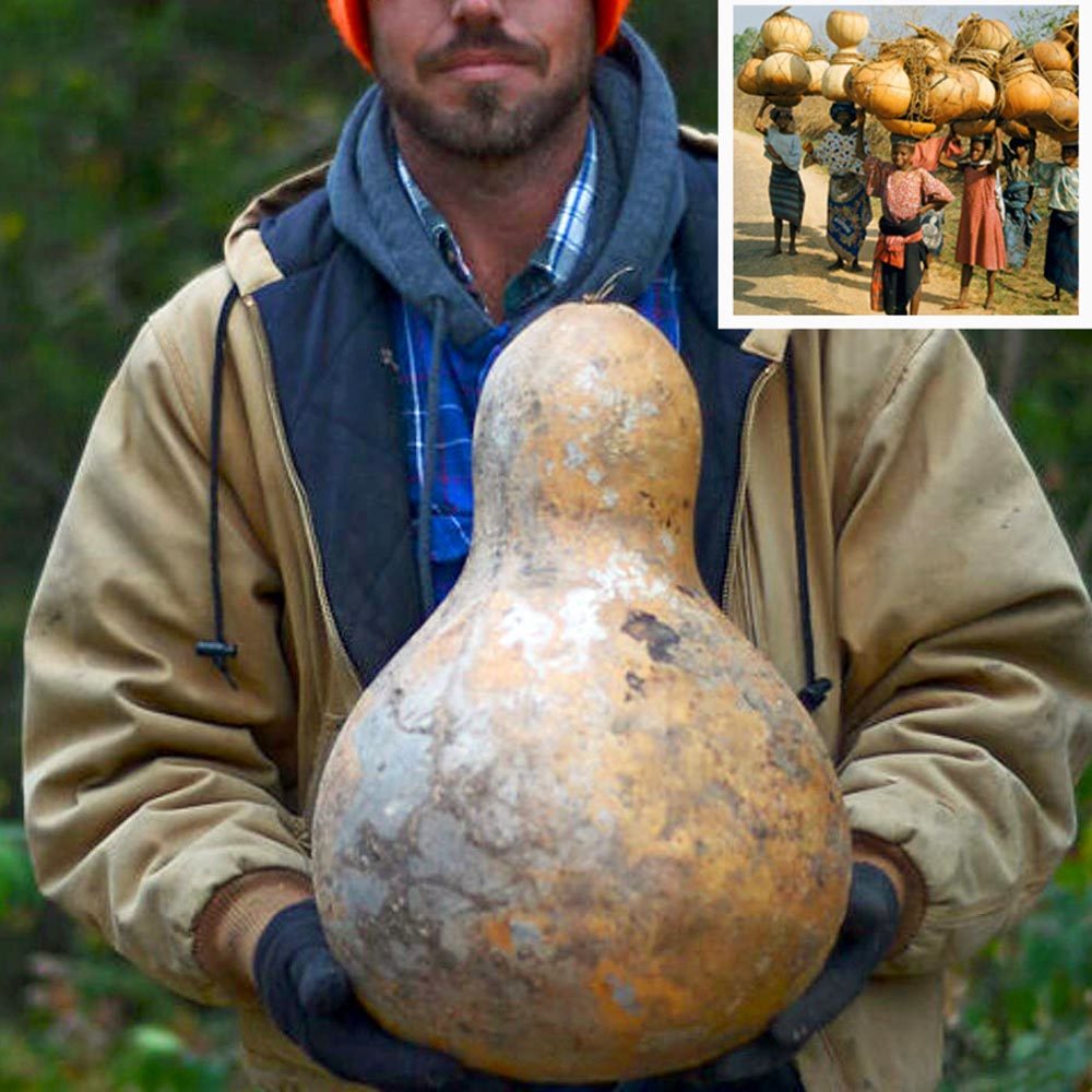 Afrika dev sukabağı tohumu African Wine kettle gourd