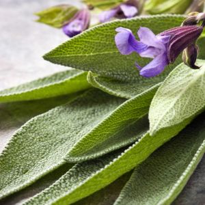 Mutfak adaçayı tohumu şifalı aromatik salvia officinalis