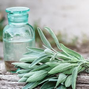 Mutfak adaçayı tohumu şifalı aromatik salvia officinalis