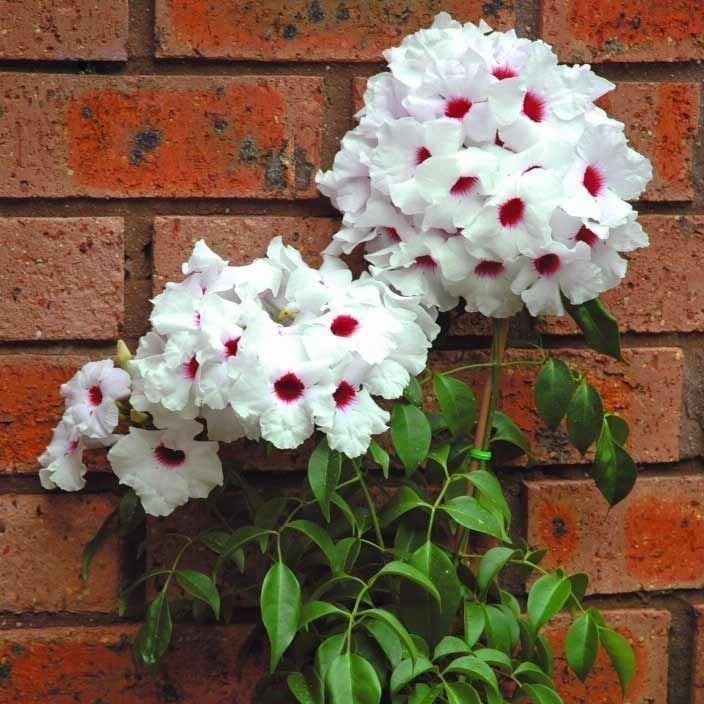 Pandorea yasemini fidesi pembe beyaz çiçekli saksılı